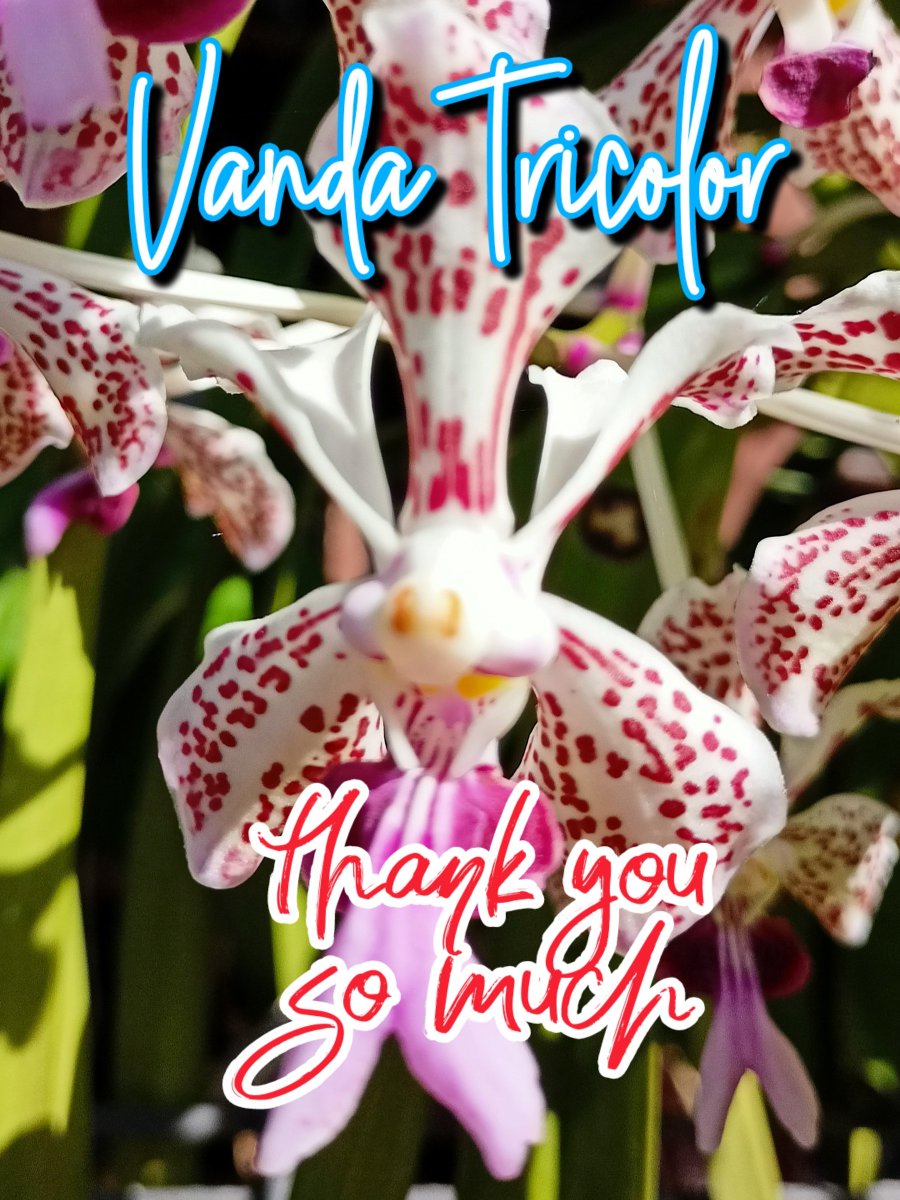 #F4F_Nusantara
#VandaTricolor
#TwFsClub
#FAVT6

thank you
⏩➽ <a href="/TwFsClub/">Founder of ☀️ #TwFsClub</a>

<a href="/GuiverMiguel/">Rod Sam Molder</a>
<a href="/jogjapokeid/">jogjapokeid</a>
<a href="/GSupercell/">aku selalu bersyukur</a>
<a href="/I_lucky_f84/">Akhilesh Shukla</a>
@Elang29453
<a href="/StaceSunny/">Sunny Stace</a>
<a href="/AniAniwidi6/">🐣𝒲𝒾𝒹𝒽𝒾𝒟𝒽𝒾𝓃𝒶𝓇🐥🐤</a>
<a href="/Totok_Lotus/">🇮🇩 𝐎𝐦 𝐓𝐨𝐭𝐨𝐤 🇮🇩</a>
@Jokers_Oma
<a href="/wrosma2022/">roseee</a>
<a href="/Dina_Denoks/">𝔖𝔢𝔫𝔞𝔫𝔡𝔲𝔫𝔤 𝔖𝔢𝔫𝔧𝔞 💛🌻🌙</a>
<a href="/Shaheen_Oke/">Shaheen Oke</a> 
@MoiRamonGT
<a href="/Nathyan1997/">Nathalia🚩🚩</a>
@Q4uNoFace
<a href="/ranasilvia63/">Luna OM</a>