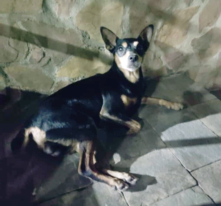 Este macho de #Pincher mestizo. Apareció por la calle Saludo cc Boleto Peraza. Santa Mónica. No es agresivo. Si alguien conoce su dueño. O a alguien que se le halla extraviado. #ayuda #perrito #mestizo #perdido #buscasucasa #extraviado #perro #macho #santamonica #stamonica