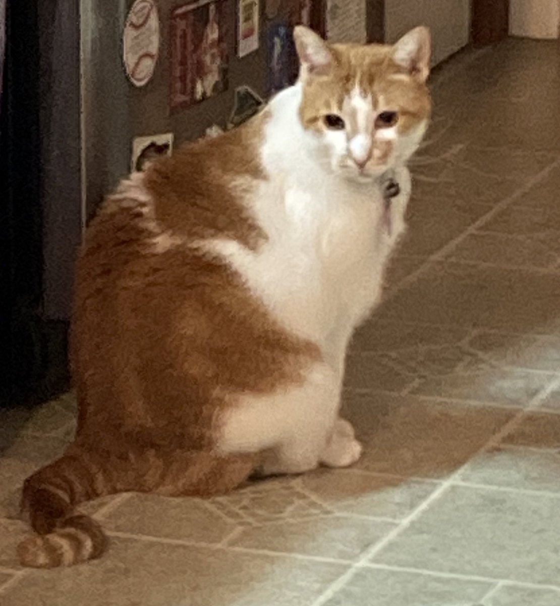 My bedtime treats were LATE. One whole HOUR AND 14 MINUTES late because Mama was cutting 454 little pieces of fabric for a quilt class. Pfffffftttt!!!