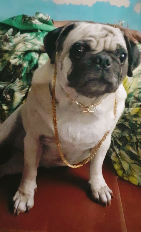 SANSAnimalTrust's tweet photo. Chennai Adoption alert

3 years old female pug ( Shivu) available for adoption. Contact on WhatsApp @ +917010324993. https://t.co/nX88RvFwSG