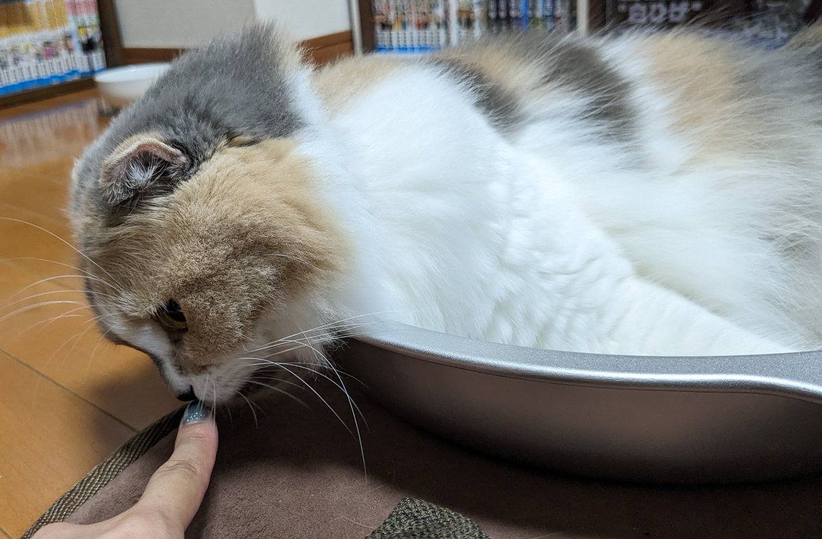MoKo_1_16's tweet photo. あたしの指は臭かったみたいです

#ねこ #猫 #もこ #スコティッシュフォールド #猫のいる生活 https://t.co/V9A6xpLuff