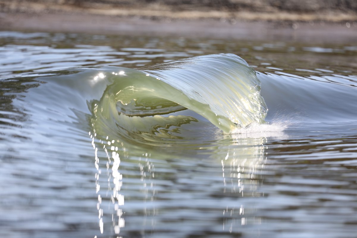 Surf_Lakes's tweet photo. Flashback Friday. Here's one of the first Surf Lakes waves produced at a small-scale model many moons ago. Proof that the CFD modelling works from 8 inches to 8 feet! 🌊

#surflakes #surfing #wavepool #wavetech #surflakesyeppoon #wavepark https://t.co/wk71KwFRev