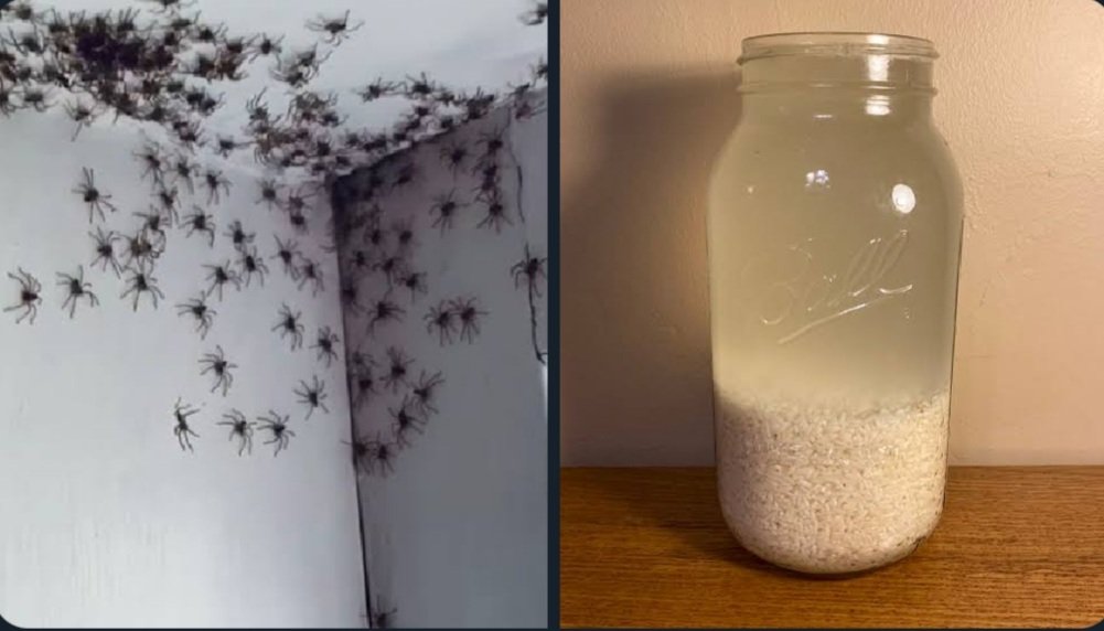 #NaijaFarmerTips
By Popular Demand

Do you Cringe when you see SPIDER in your house or those annoying Cobwebs

Get dry rice & soak in water bottle for 3-5 days

Sieve out the water in a spray bottle & spray all house corners

You'll never see spider in your house again

Works 💯