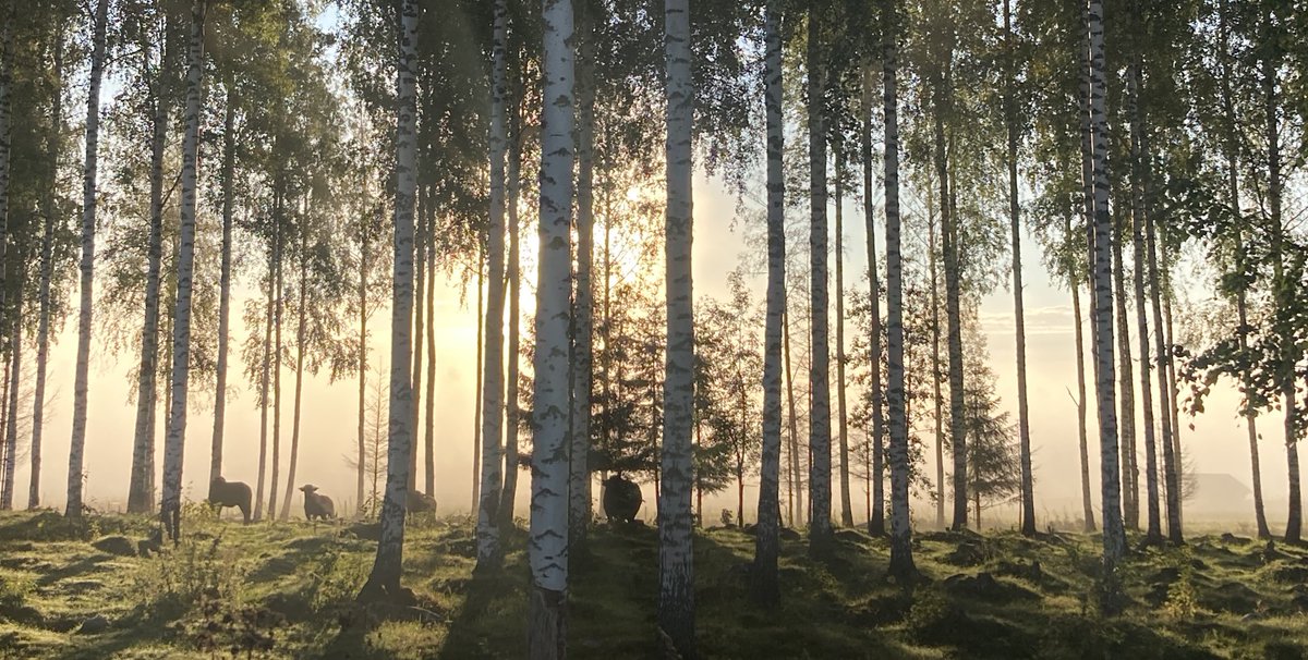 #usva ja työntekijät jo aamuvuorossa #perinnebiotooppi ’lla.