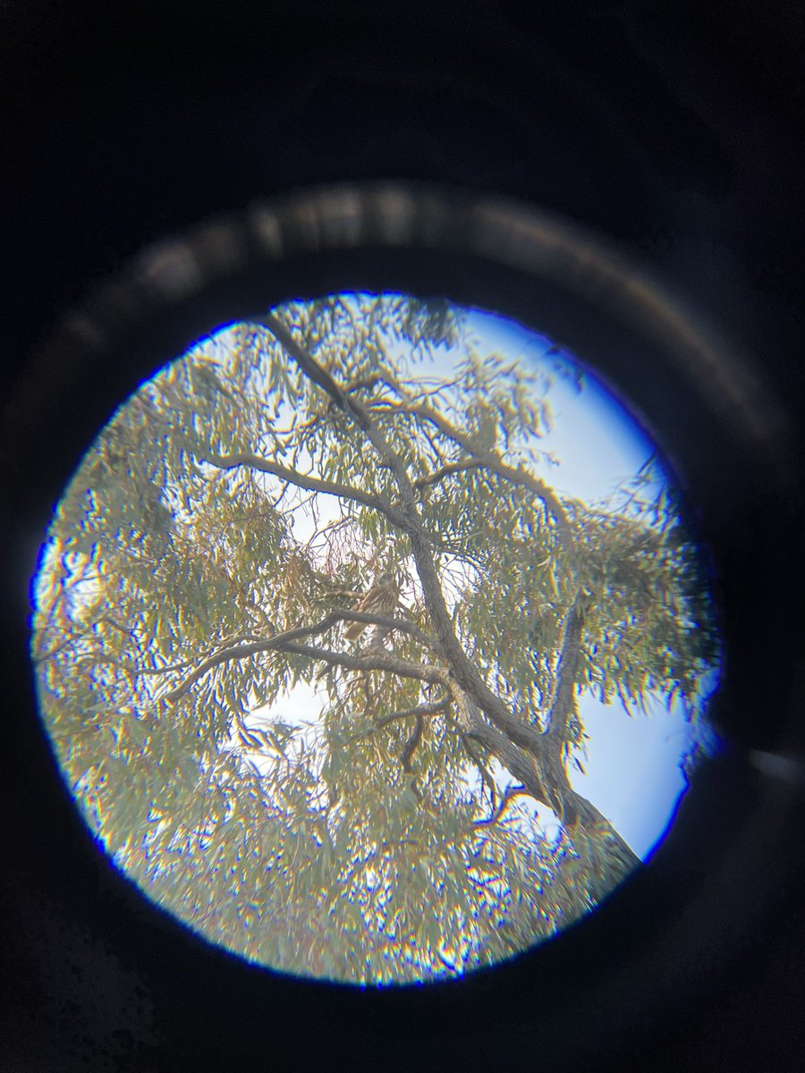 robdashworth's tweet photo. I haven’t been on here for a long time (insert guilty feeling) so thought I might resurface from the undergrowth with some #crapbirdphotography from some #fieldwork. I call this collection… “WHAT JUST MOVED? WHERES MY BINOS?”

#WildOZ #BirdsOfTwitter #biodiversity #redrumps #owl https://t.co/CaQGqZ1q0U