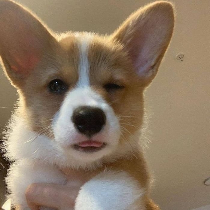 Corgi Lover (@corgi_doglover) on Twitter photo 