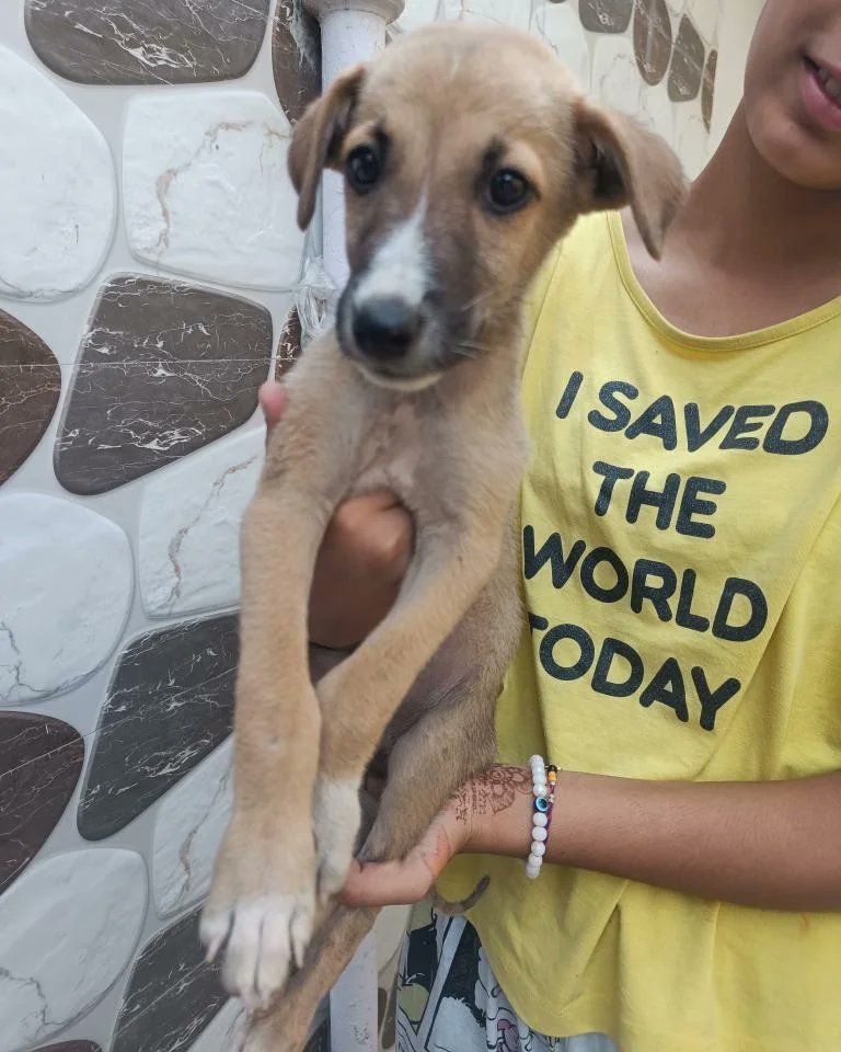 Uk_help_group's tweet photo. 2 female and 1 male puppy available for adoption.
Age- 2 months
Area- Nawabi Road, #Haldwani

KINDLY SHARE TO FIND HOME FOR THEM ❤️

DM for #adoption 🤝🤝

#dogadoption #adoptpets  #uttarakhand #uttarakhandi https://t.co/Z7kQYuLrpD