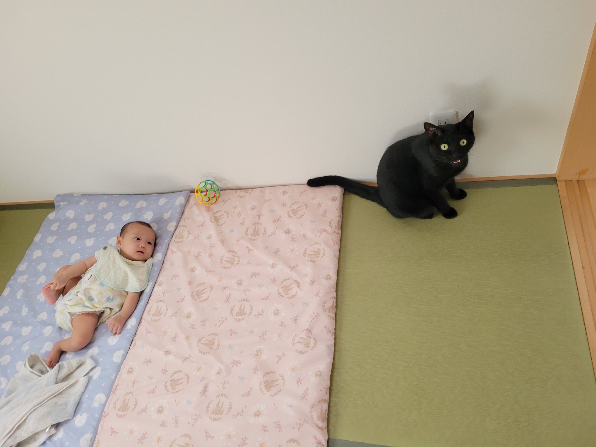 ねこです。 cast-shop_mk12s8906874