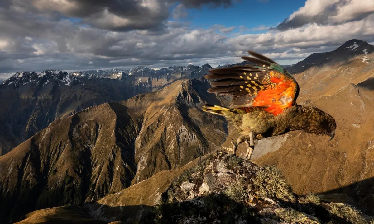 Adam_Currie_NZ tweet picture