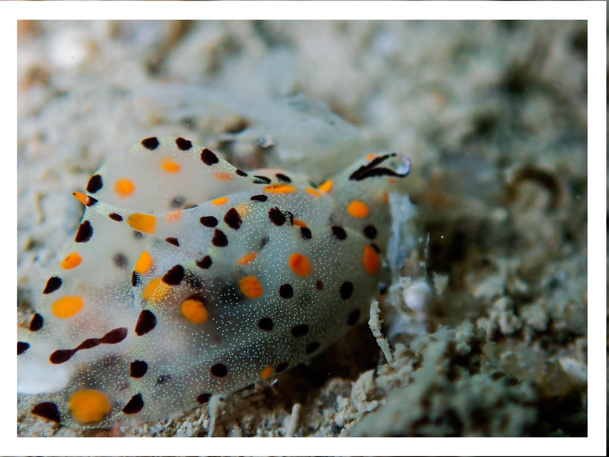 WK_Tang's tweet photo. Rare encounter - Batwing Slug 🦇
#Gastropteronbicornutum #Batwing #Seaslug #SingaporeReef #Sandybottom
#Underwater #Wildlife #Animal #Macrolife #Critter #Photography #Olympus #TG5 #Diving
#Photogroffee https://t.co/dw8D2byzIE