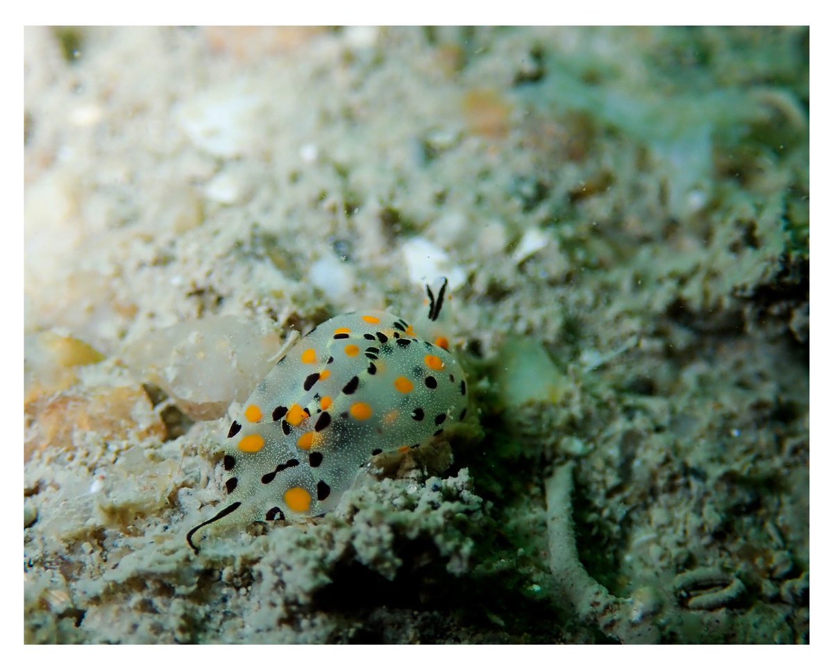 WK_Tang's tweet photo. Rare encounter - Batwing Slug 🦇
#Gastropteronbicornutum #Batwing #Seaslug #SingaporeReef #Sandybottom
#Underwater #Wildlife #Animal #Macrolife #Critter #Photography #Olympus #TG5 #Diving
#Photogroffee https://t.co/dw8D2byzIE