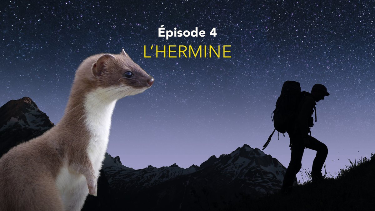 bafuCH's tweet photo. Es ist ein kleiner neugieriger Kobold. Auf dem Land ist das Hermelin mit den Hecken verschwunden. Was wäre, wenn die Arbeit für die Rückkehr des Hermelins den Landwirten bei der Bewältigung des Klimawandels helfen könnte?
📺16.9. um 18:45 h, RTS 1
#nosamissauvages #rts1 #hermelin https://t.co/YitPqVTGfO
