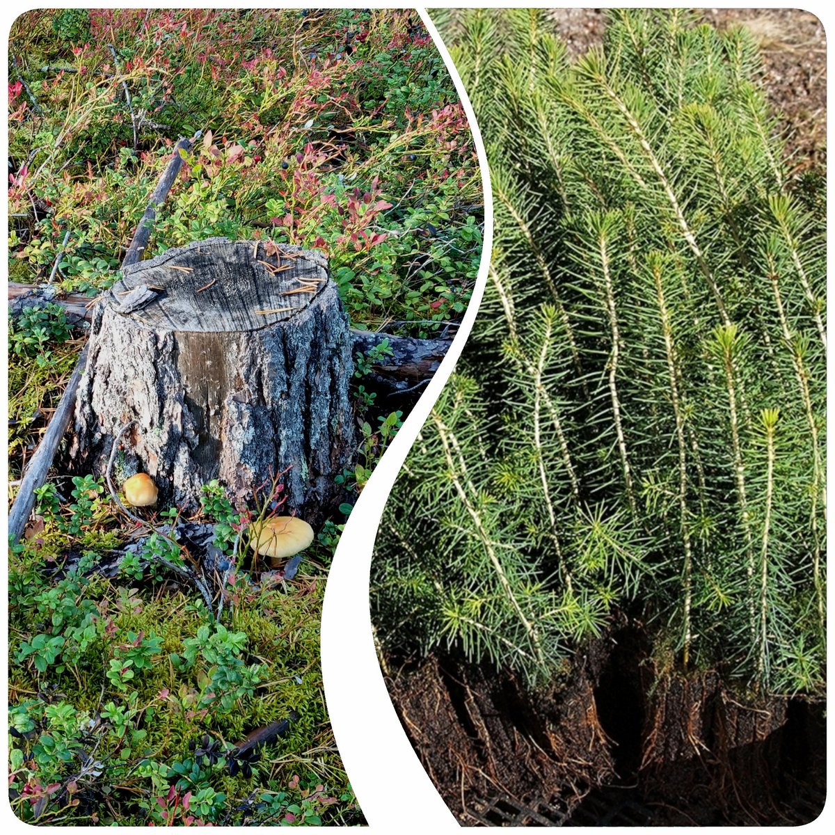 Sakari Alasuutari tweet media