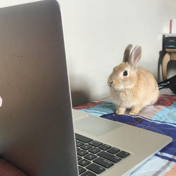 Bunnies tweet media