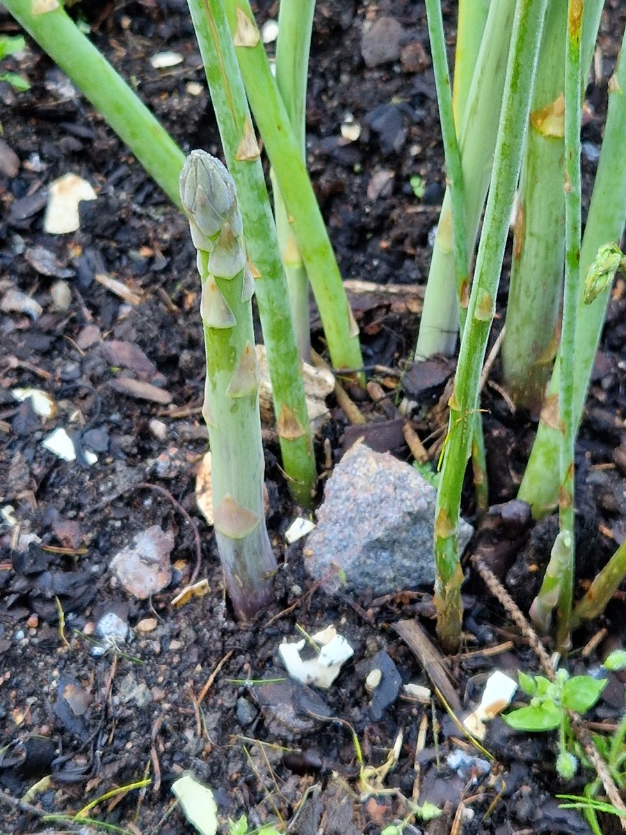 SeijaPaasonen's tweet photo. Huomenta! Tehtiin 🐕kaverin kanssa kierros kasvimaalla. Havaintoja: tuoretta #parsa'a saisi vielä, #maa_artisokka kukkii, #purjo saa olla vielä maassa, mutta oletetun #bataatti'sadon voisin kaivaa tänään ylös. Yön alin 2 m korkeudella oli 4 astetta, maan pinnalla alempi. https://t.co/e6WN0uDGzm