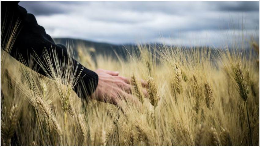 An interesting article about a new program proposed in the US - what do you think? Needed in Australia? Suitable for here? abc.net.au/news/2023-09-1…