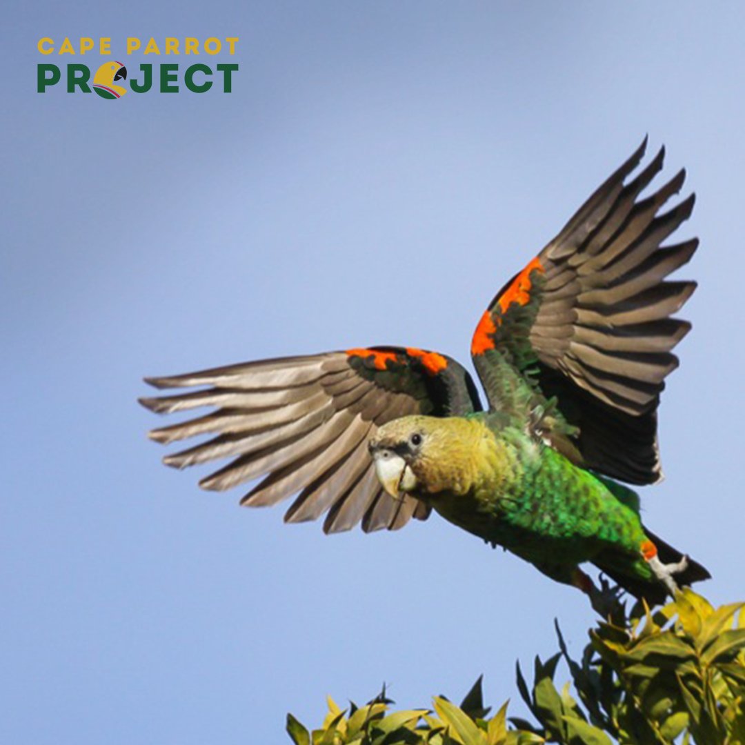 With fewer than 1800 individuals in the wild, The Cape Parrot Project aims to conserve the Cape Parrot by filling in key knowledge gaps and partnering with local communities for habitat restoration.

Visit our campaign page to see how you can get involved: browniepoints.africa/campaigns/71