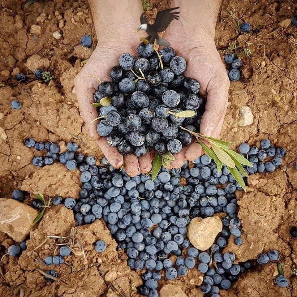 _umbertoeco__'s tweet photo. Okumanızı Tavsiye Ediyorum.

DELİCE..

1951-1952 yıllarında İspanya Hükümeti, Türkiye’den çok yüksek miktarda odun kömürü satın almak istiyor. O güne kadar İspanya’ya yapılan ihracat kalemleri arasında yer almayan bu talebin bir de özel şartı vardı: 

Kömürler İskenderun'dan Saroz Körfezi'ne kadar Akdeniz ve Ege sahillerinde doğada kendiliğinden yetişen *"delice"* ağacından elde edilmesi isteniyordu. ! İstek dönemin Hükumeti tarafından yüksek getirisinden sevinçle karşılanıyor,

ülkemizde bol miktarda bulunan delice kömürü ihraç edilmeye başlanıyordu. Görgü tanıklarının anlattıklarına göre, limanların üzeri gemi yüklemeleri sebebiyle kara bir bulut ile kaplanıyor göz gözü görmüyordu! O yıllarda Ankara'da görev yapan

ABD Ticaret Ataşesi, dönemin Dış işleri Bakanı'na ihraç edilen kömürün İspanya tarafından nasıl değerlendirildiği ya da nerelerde kullanıldığını araştırıp araştırmadıklarını soruyor. Aldığı cevap, getirisinin önemli olduğu, nerede kullanıldığının Türkiye'yi ilgilendirmediği şeklinde oluyor.

Bunun üzerine ataşe konuyu kendisi araştırıyor ve otoyollarda dolgu malzemesi olarak kullanıldığı bilgisine ulaşıyor. Bununla yetinmeyip ABD'de tanıdığı mühendislerden bilgi alıyor ve otoyolda kömür dolgunun bir yararı olmadığını öğreniyor.

Öğrendiklerini Bakan'a iletiyor, Türkiye'nin rahatsız olmadığını, gelirden dolayı memnun olduklarını söylüyor, konu kapanıyor... *Delice ağacının zeytin aşılamak için en uygun ağaç olduğunu bilenler Türkiye'ye oyun oynamışlardı.
 Sonuç olarak İspanya dünyanın en büyük zeytinyağı ihracatçısıdır ve ne tesadüf ki aynı yıllarda Türkiye margarinle tanışmıştır.

NOT; Aşılanmamış zeytin ağacına "delice" denir. Marshall yardımlarıyla Ege ve Akdeniz bölgemizdeki milyonlarca zeytin ağacımız kökünden sökülerek gemilerle Avrupa'ya götürüldü. ABD bize bu ağaçların yerine milyonlarca kavak ve çam(çıra) fidanı verdi. Kavak ağacı memlekette alerjik hastalıklar başlattı. Çam ağacı ise bildiğimiz yağlı çıra idi.

Dağlarımıza ovalarımıza her yere diktik. Oksijenden başka hiç bir işe yaramayan bu ağaç, ülkemizin dağına bayırına dikilen saatli bomba oldular. Bu ağaçlar yandığı zaman kozalakları patlayarak yanar halde 200 metre uzağa fırlamakta oradaki çam ağaçlarını da tutuşturmaktadır.

Bugüne kadar kimi gördüysem yetkili yetkisiz, beyinli beyinsiz herkese anlattım. "ABD liler bizim ormanlarımızı çam (ÇIRA) ağaçlarıyla dolduruyor, bir kibrit çakmasıyla 100 savaş uçağının verdiği zararı veriyorlar.

Şimdi soruyorum size devletimiz bu çam ağaçlarının yerine zeytin, ceviz, badem, incir, sakız ağacı dikse hem bu ağaçlar kolay kolay yanmaz hemde köylümüze bir gelir olur. Hala çam dikiyoruz bıkıp usanmadan...!!! 

ALINTI.

Okuduğunuz,paylaşarak ve hesabıma destek vereceğiniz için teşekkür ederim.🙏