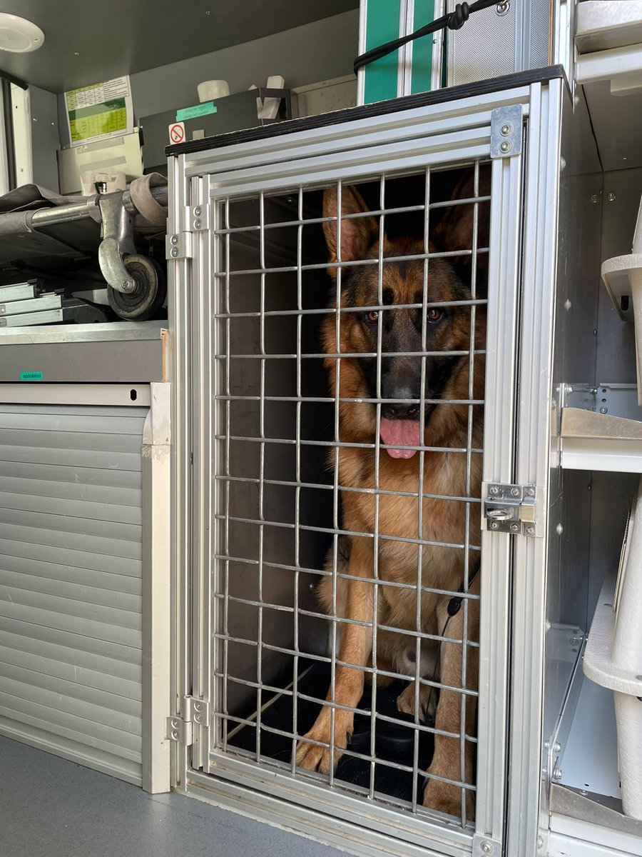 Wie is mijn herder?
Voor de Appie aan de #BosenLommerweg was een mooie, grote herdershond vastgebonden aan een boom (gedumpt, bleek later!) De hond was heel boos, blafte en beet als hij de kans kreeg. Chip kon met moeite worden uitgelezen, helaas nergens geregistreerd.
Het