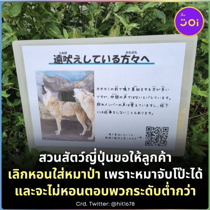 มอมอจะอยู่ tweet media