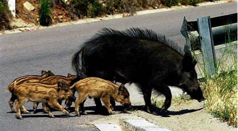 amaregar's tweet photo. En los animales existen las jerarquías , estructuras reproductivas ,los jabalies viven en un matriarcado ,solo una o dos hembras pueden reproducirse esto hace posible el control de la población
Los cazadores son los responsables que huyan a las zonas urbanas
#SaveBoar https://t.co/9nteCaXQUC