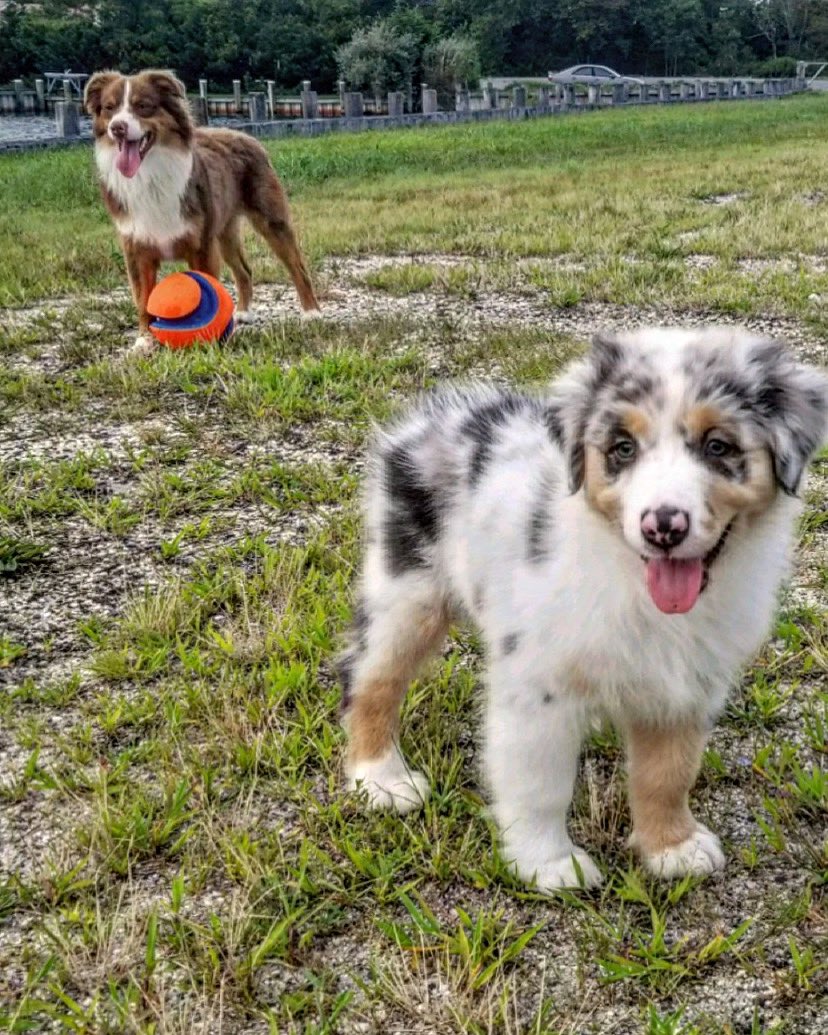 Young puppers at play!!!!!