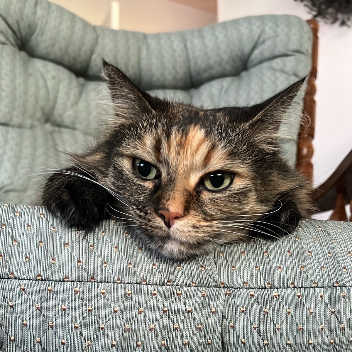 halcyonmartian's tweet photo. mouse!!! https://t.co/oNubblZch7