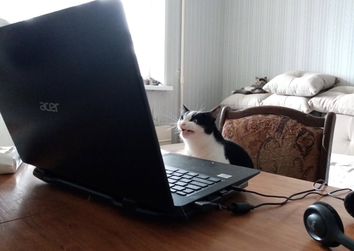 Работник месяца Феля к вашим услугам 🧑🏻‍💻💼