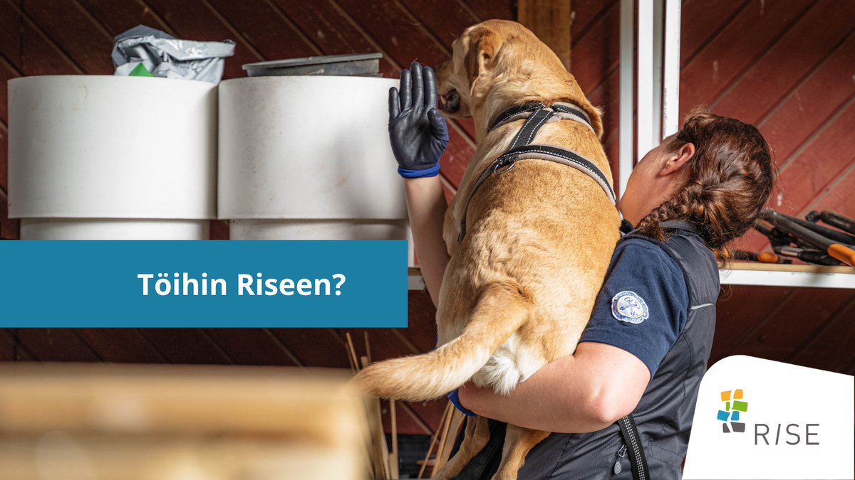 Sinustako riseläinen? Tehtäviämme on haussa eri puolilla Suomea vankiloissa ja yhdyskuntaseuraamustoimistoissa. 

Tutustu ja hae: 
🔹asiakasprosessien johtaja
🔹rikosseuraamusesimies (useita paikkoja)
🔹erityisohjaaja
🔹vartija (useita paikkoja)

➡️valtiolle.fi/fi-FI/Tyonanta…