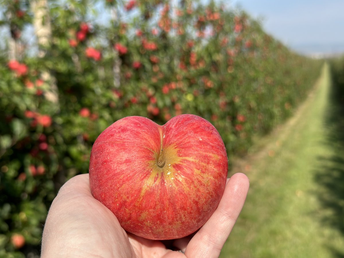 #harvest2023 
We ❤️ the British Apple Season