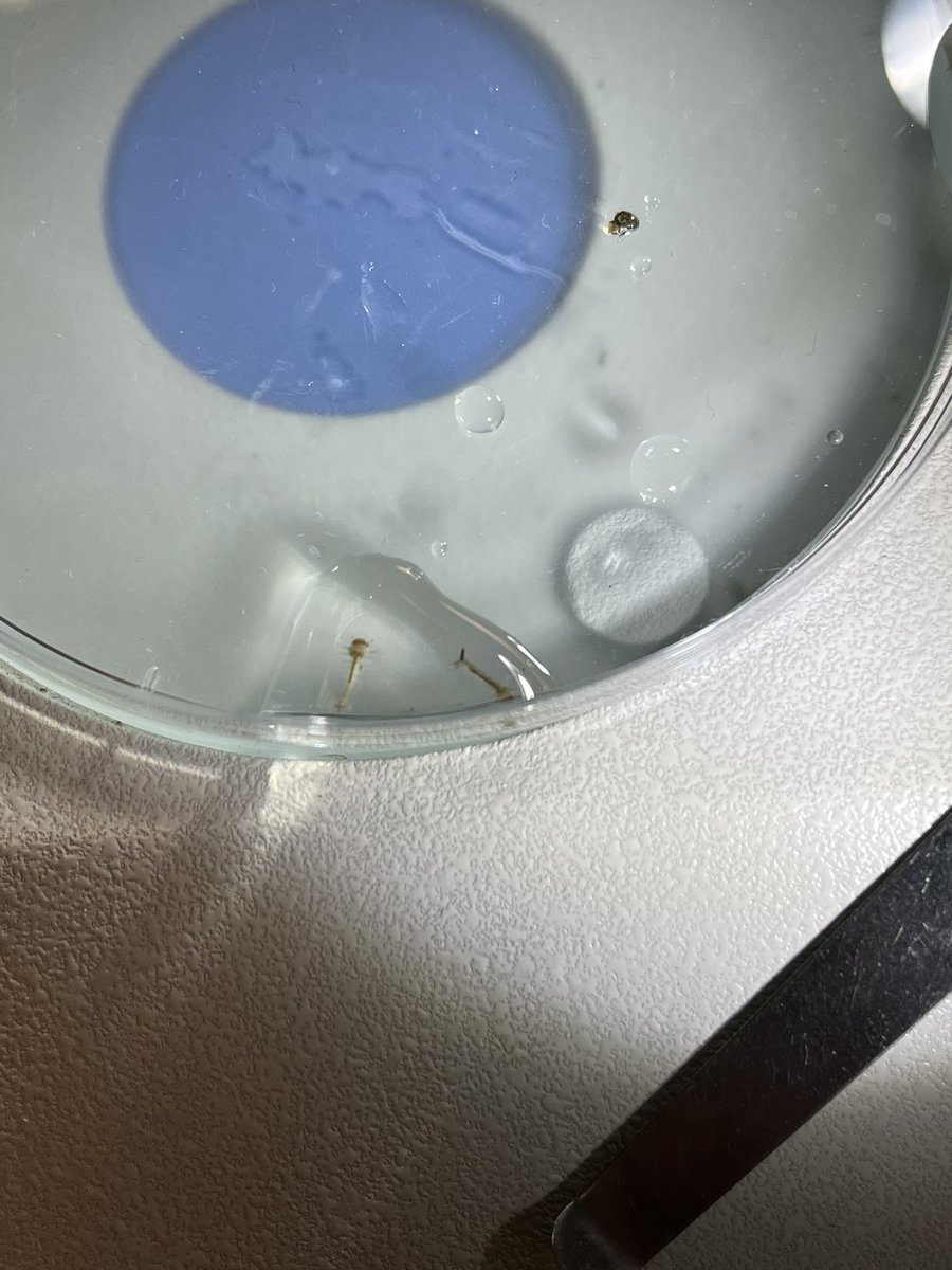 DagnallLab's tweet image. Here’s a few snaps of the new intake of the MSc Tropical Disease Biology enjoying themselves in the Shropshire countryside on our annual field trip collecting mosquito larvae #mosquitoes #fieldwork #tropicaldiseasebiology @LSTMnews