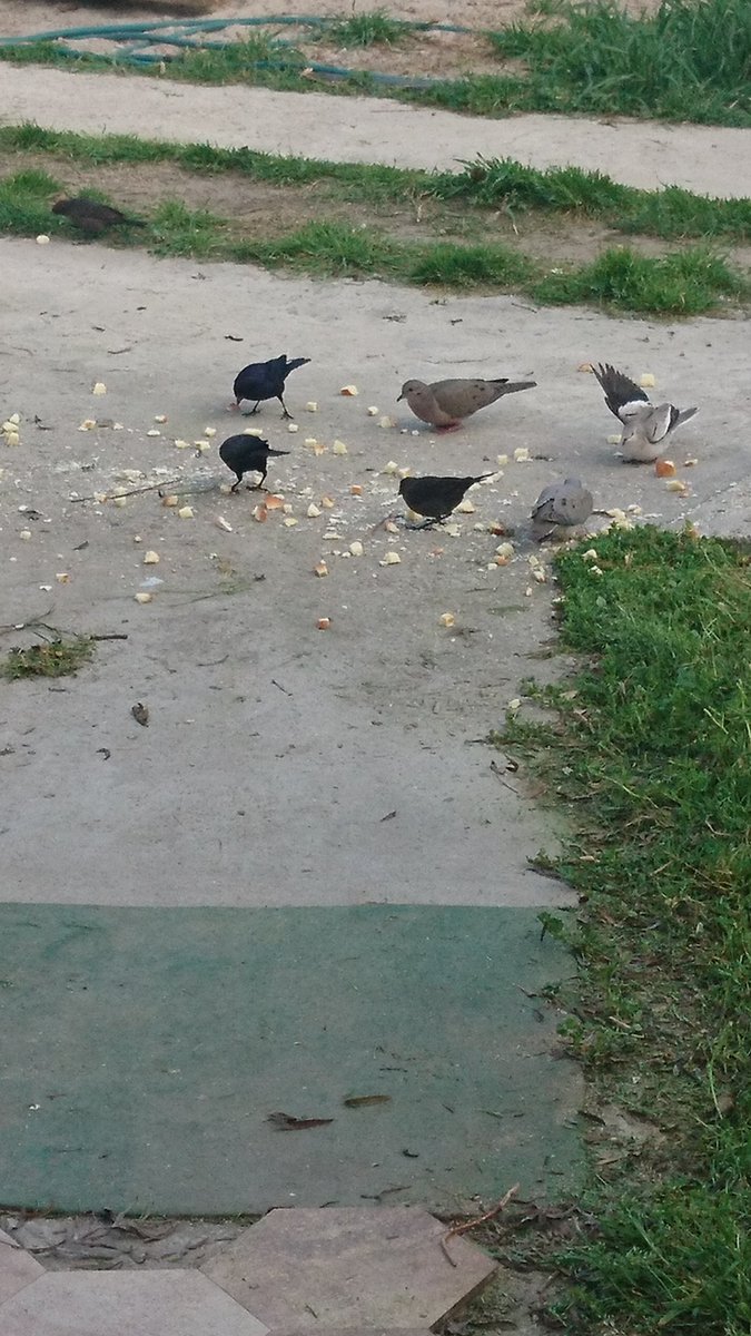carlosdeelpinar's tweet photo. Las migajas del mantel de anoche se esparcen en el patio para felicidad de #tordos, #palomas y #, orzales y hasta algun #carpintero
Bue os días ❤️ familia 👪 de "X"
@JorgeLandi4 @elbaqueano27 @Alma49008929 @SilvanaDFrances
@MarianellaVale8 @FitoSayago @mvgbolsilluda https://t.co/mB5tD3AUmT