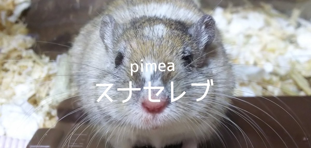 <a href="/mochi0mog/">うり</a> ピメしか勝たんな…！！