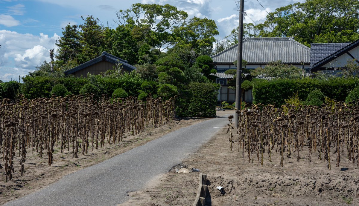 enuenuenubi's tweet photo. 夏の終わりのたびにヒマワリを見て絶望する。あんなにも明るく眩しい存在だったのにどうしてこんな姿になってしまうのだよ。植物としての設計が残酷すぎないか…
「希望を失った新入社員」「堕ちてしまった清純派アイドル」「鬱になったクラスのお調子者」って感じで… https://t.co/w4mJj8Bz2r
