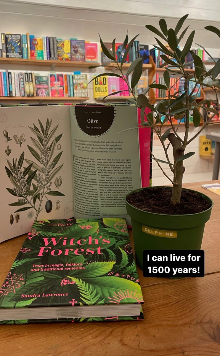 Mini olive trees provoking mini existential anxiety - will there still be bookshops in 1500 years? 😟