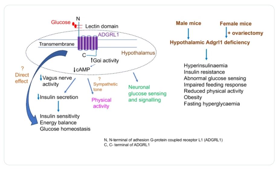 Diabetologia (@diabetologiajnl) on Twitter photo Discovery of a hypothalamic glucose receptor involved in glucose sensing, energy and glucose homeostasis: implications for treatment of diabetes and obesity <a href="/URMC_DeptMed/">URMC Department of Medicine</a>; <a href="/URMC_ENDO/">Division of Endocrinology, Diabetes and Metabolism</a>; <a href="/StephenHammes/">Stephen Hammes</a>; <a href="/KavaljitChhabra/">Kavaljit Chhabra</a> #Diabetes #T2D #Obesity tinyurl.com/2kr52p8f 🔓 Discovery of a hypothalamic glucose receptor involved in glucose sensing, energy and glucose homeostasis: implications for treatment of diabetes and obesity <a href="/URMC_DeptMed/">URMC Department of Medicine</a>; <a href="/URMC_ENDO/">Division of Endocrinology, Diabetes and Metabolism</a>; <a href="/StephenHammes/">Stephen Hammes</a>; <a href="/KavaljitChhabra/">Kavaljit Chhabra</a> #Diabetes #T2D #Obesity tinyurl.com/2kr52p8f 🔓