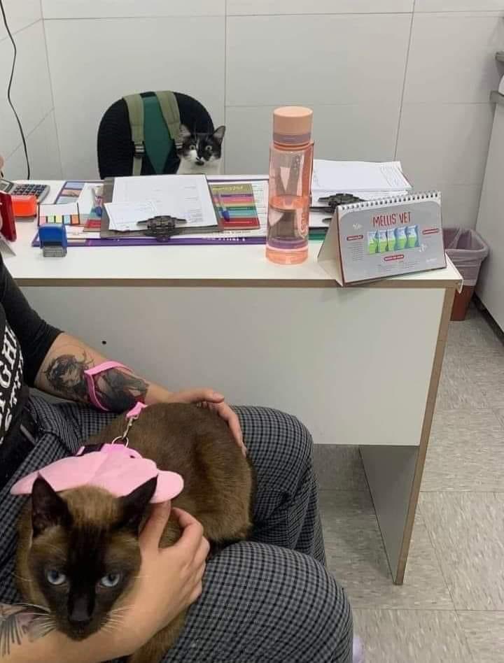 isusemasaviral's tweet photo. Pegi klinik haiwan rupanya doktor pun haiwan... https://t.co/pqZ5JdDC1w