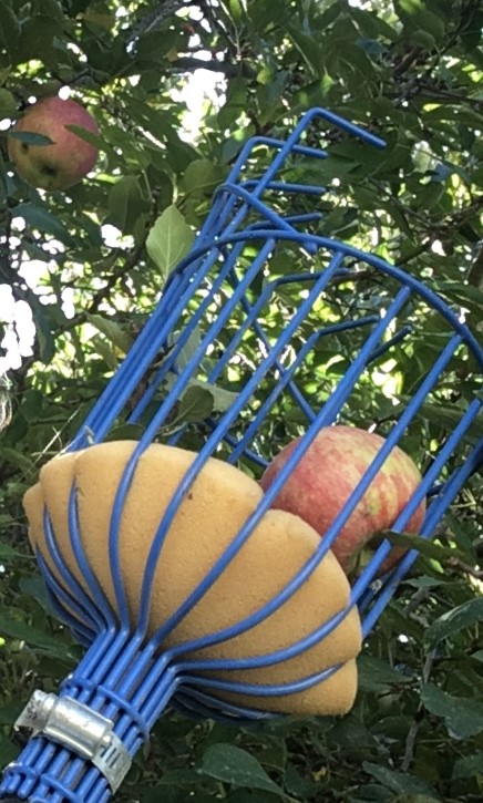 True_Morel's tweet photo. Today my Dad and I revived a cider press that belonged to his grandfather (b.1867 d. 1943), picked apples and pressed cider. First use in about 80 years. Life is good. So is cider. https://t.co/MlaXgZnn5d