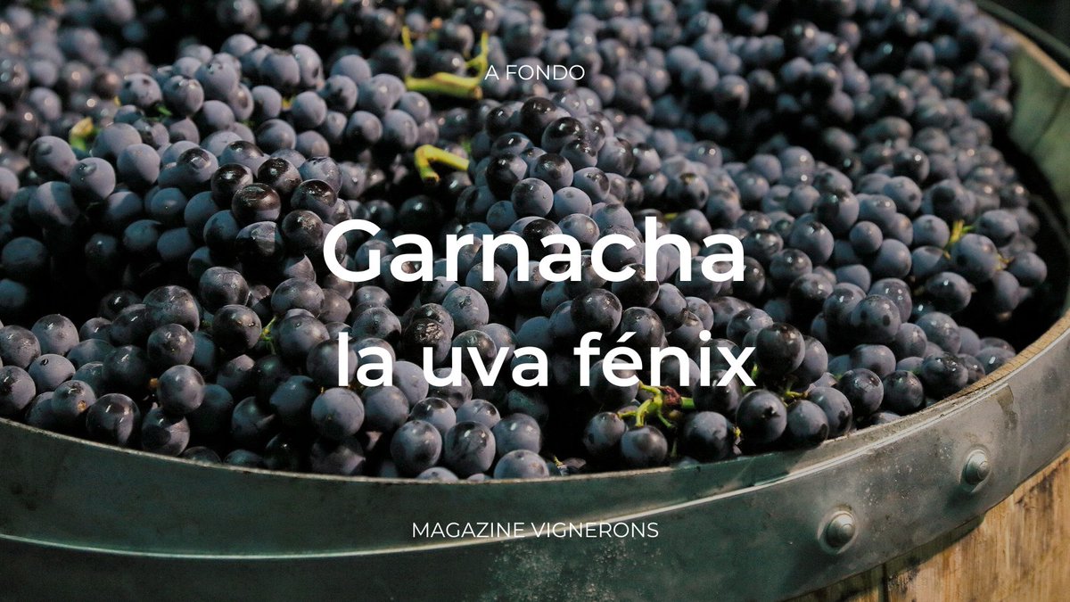 bodeboca's tweet photo. 🍇 El tercer viernes de septiembre se celebra el #DíadelaGarnacha
🔎 Una excusa perfecta para que puedas leer el extenso artículo que dedicamos a esta variedad en el #MagazineVignerons
✍️ "El ‘garnachismo’ es imparable y ha resurgido para quedarse"
🔗 https://t.co/VoDrKqTrqi https://t.co/GkKKttFWju