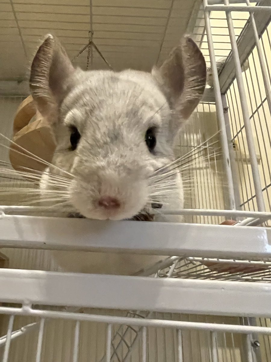 ChinchillaSoul's tweet photo. 皆さんこんにちは
私はルームメイトです

#Chinchilla チンチラ https://t.co/laqXnSHqtR