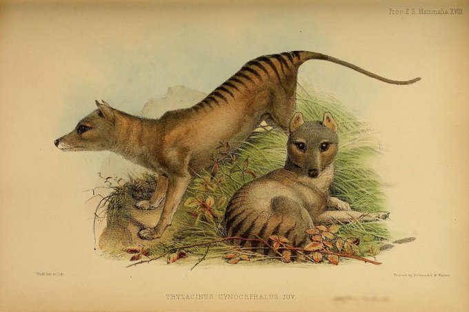 nicolekearney's tweet photo. .@TDWG is in Australia this year! In Tassie! So, rather than ranting about #RetroPIDs & DOIs, I'll be celebrating BHL Australia (from 1 org to ~50). And Thylacines. Of course. https://t.co/P9DjXJG3be cc @bhl_au @BioDivLibrary @atlaslivingaust https://t.co/jylBfTkIel