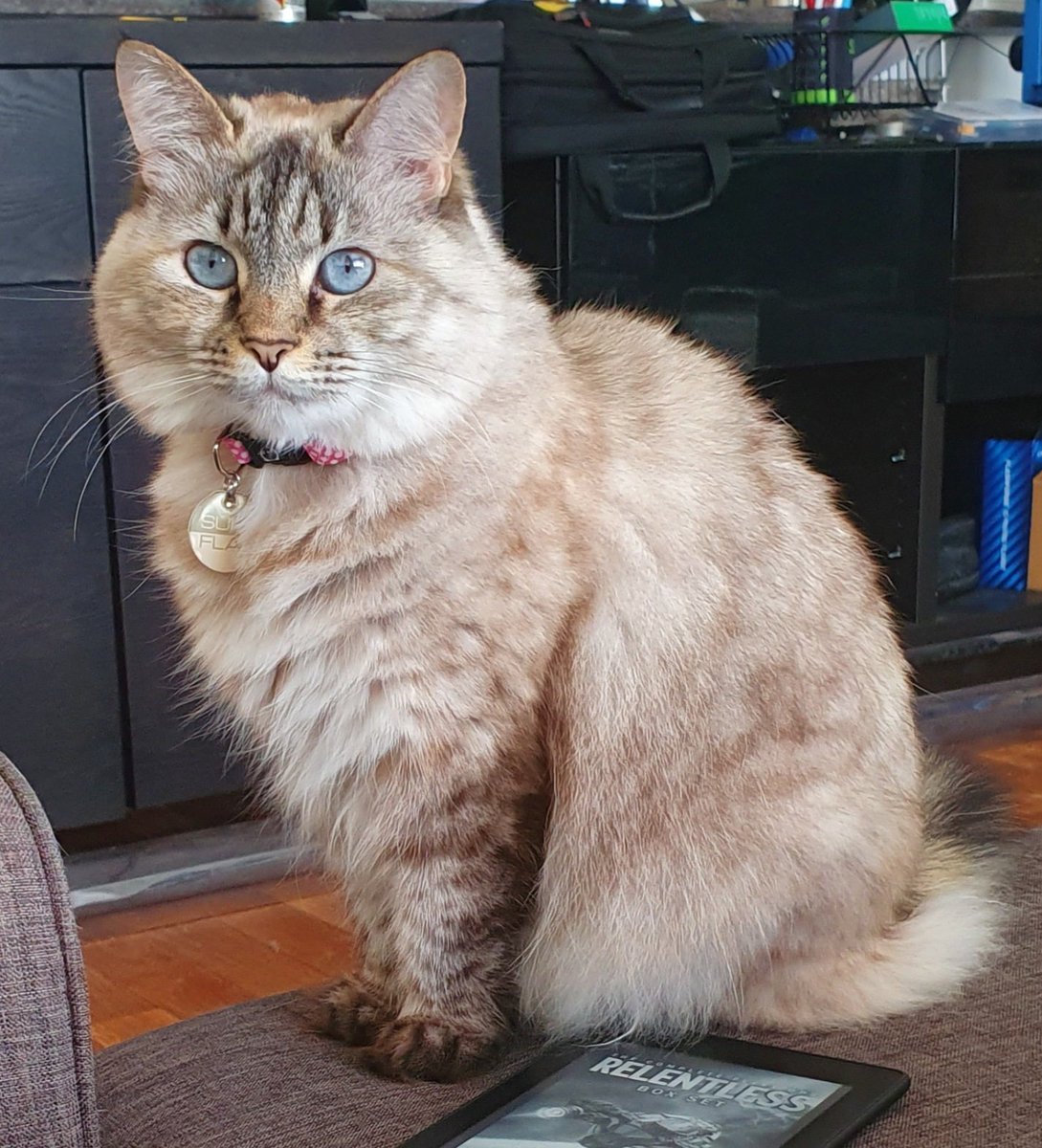 thiakil's tweet photo. @DarkostoTV Your cat always reminds me of mine, except a little less fluffy https://t.co/tncs05xaT2