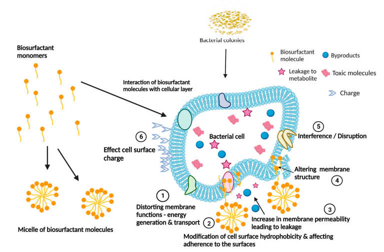 Do biosurfactants as anti-biofilm agents have a future in industrial water systems? See our publication released today: frontiersin.org/articles/10.33…