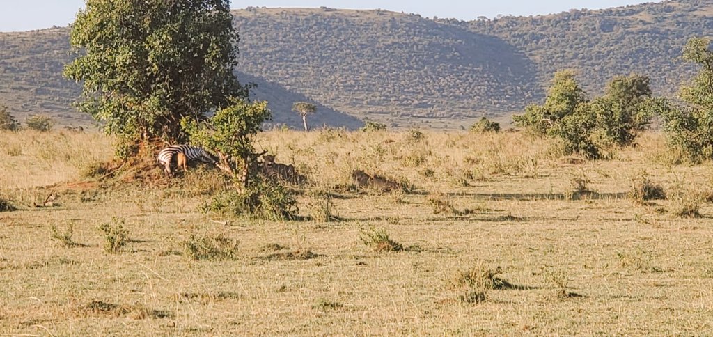 CotisSafaris's tweet photo. "Every #sunrise in #Africa is an invitation to #explore the unknown."
#CotisSafaris #ExperienceMore #MorningGameDrive #SunriseSafari #FridayBushWalk #WeekendSafari #ExploreAfrica #NewBeginnings #Safari https://t.co/LOiNZQuwQt