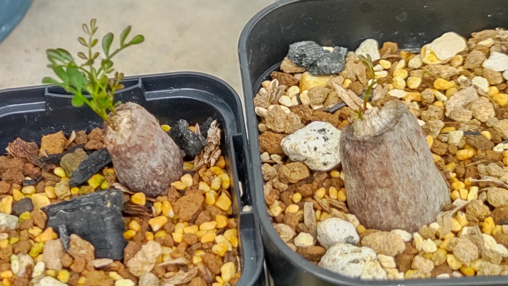 休眠中】【五頭】【鉢のまま宅急便発送】パキプス 根挿し株⑨ 休眠中