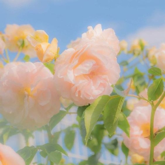 THEDIANASS_OFC's tweet photo. *🎀 𝟑 𝐫𝐝 𝐌𝐢𝐧𝐢 𝐄𝐯𝐞𝐧𝐭 : 𝐅𝐚𝐫𝐟𝐚𝐥𝐥𝐚’𝐬 𝐁𝐚𝐥𝐥
           𝟷𝟻 𝚂𝚎𝚙𝚝𝚎𝚖𝚋𝚎𝚛 𝟸𝟶𝟸𝟹

  𓍼 ｡  𝟷𝟺.𝟶𝟶 - 𝟷𝟼.𝟶𝟶, 𝟷𝟿:𝟶𝟶-𝟸𝟹:𝟶𝟶
           𝘈𝘵 𝘍𝘢𝘳𝘧𝘢𝘭𝘭𝘢 𝘏𝘢𝘭𝘭 

——#FARFALLABALL_DIANASS, @derladestine https://t.co/ae49guRaHL
