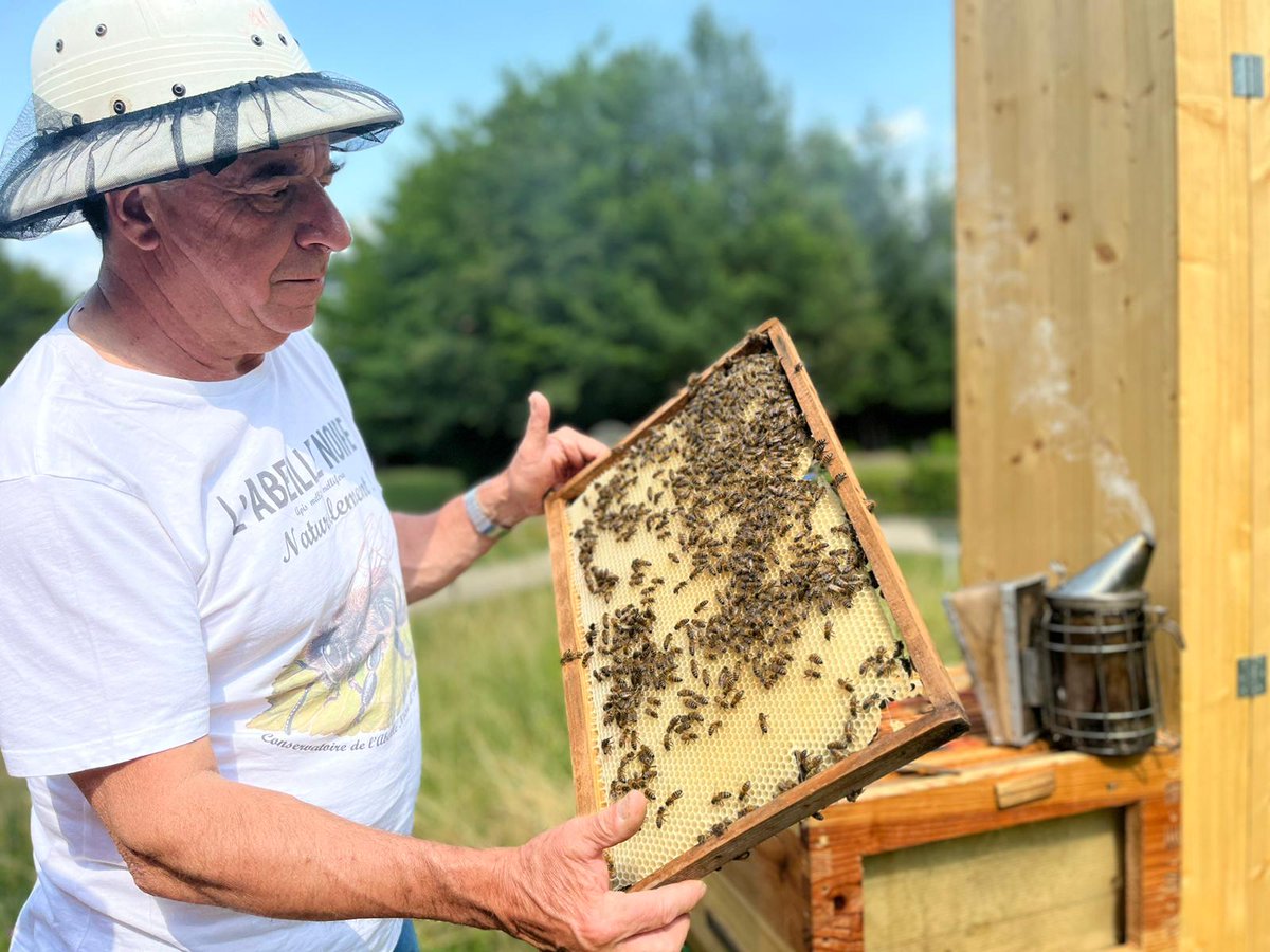 FranceMiniature's tweet photo. 🐝 N'oubliez pas ce week-end dès 13h, immersion dans le monde des abeilles avec un apiculteur !
#Journéeseuropéennesdupatrimoine #environnement #JEP23 #Patrimoinevivant #nature #abeilles #ruches #Patrimoine #SortieEnFamille #sortieweekend https://t.co/QYv5qhptl3