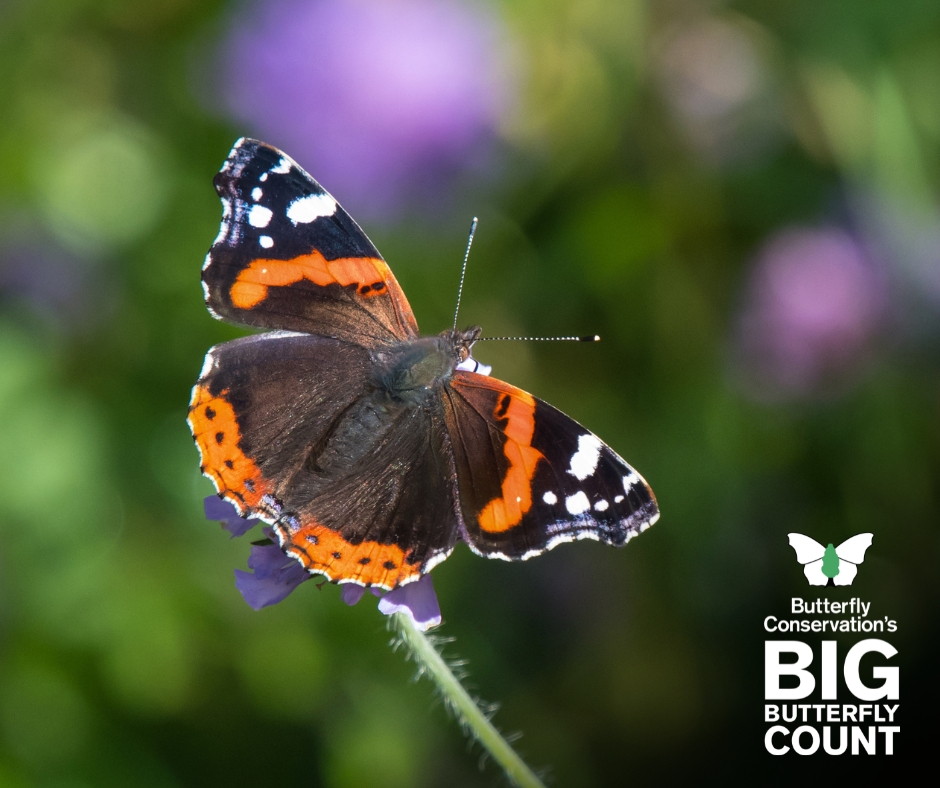 The #BigButterflyCount 2023 results are in 🦋

Despite the wet weather, almost 95,000 of you got out for the Count, recording an average of 12 butterflies and day-flying moths per count - the highest in four years!

See the full results 👉 butrfli.es/3Zgh8EQ

📷: Tim Melling