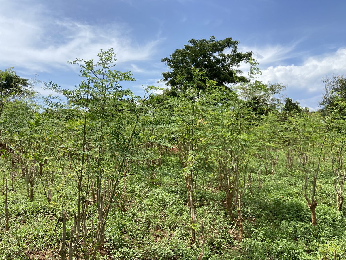 The Moringa fields are thriving again from the onset of the rainy season…
We can’t wait to process this highly nutritious plant for you and your loved ones. 
Being at least 100 kms from the nearest busy town gives us some of the purest product in the world. 
#farming