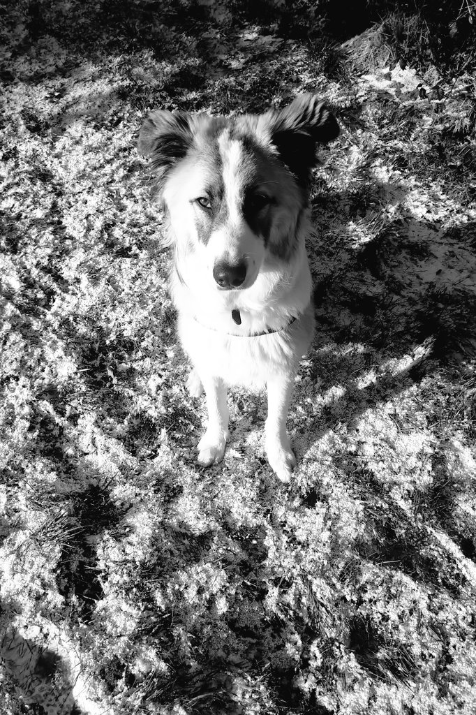 #Ehrenspalier für <a href="/Ben_Bombadil/">Ben am ewigen Glitzerwasser 🌈🖤</a> 
Großer Kämpfer. 🖤🐾🌈